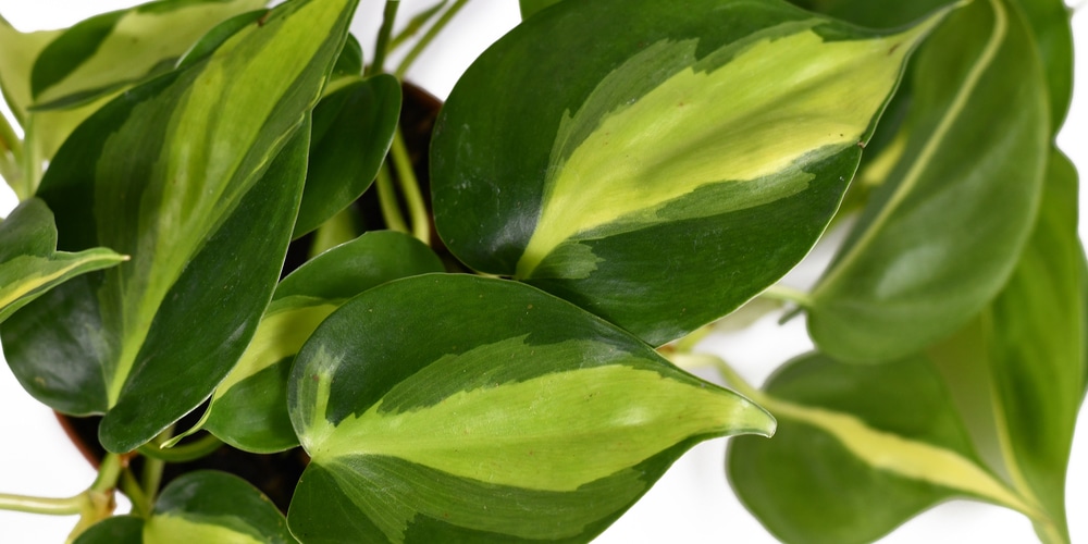 Philodendron Brasil Care