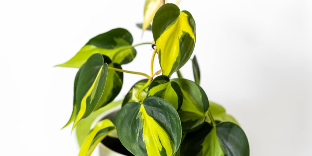 What is a Philodendron Brasil