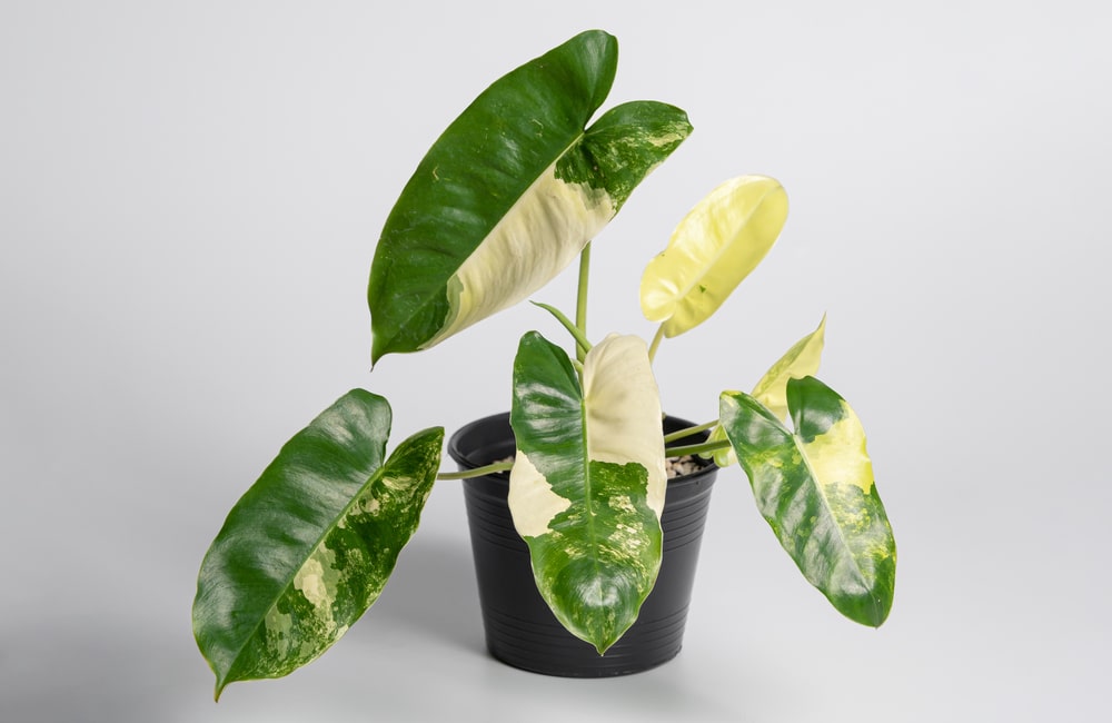 Philodendron Burle Marx