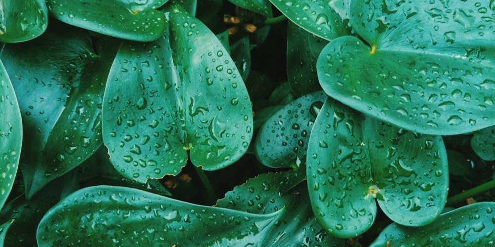 Freshly Watered Philodendron Cordatum