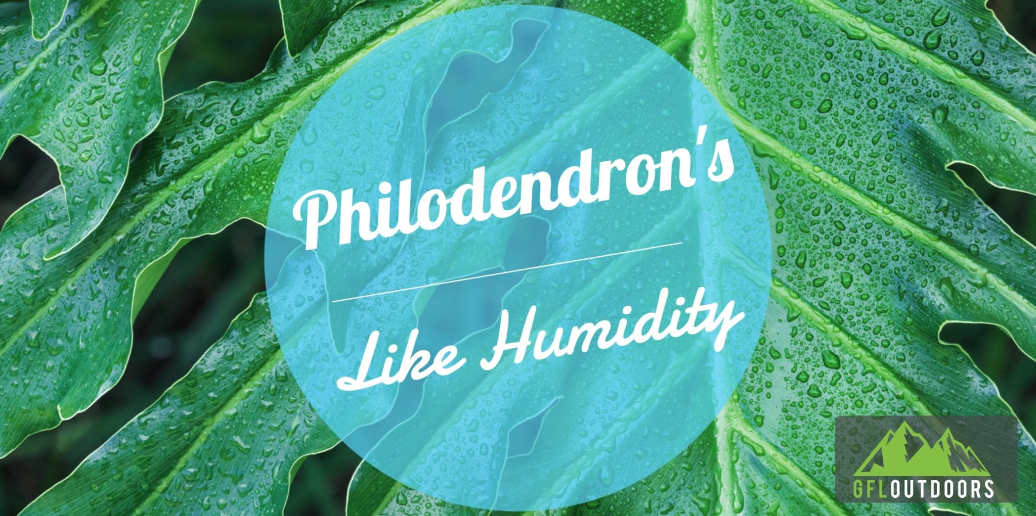 Do Philodendrons Like Humidity? (Yes, Here