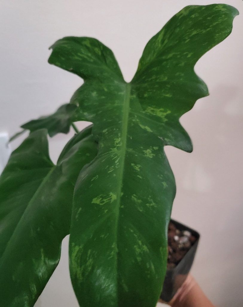 You can Tear a Philodendron's Leaves off