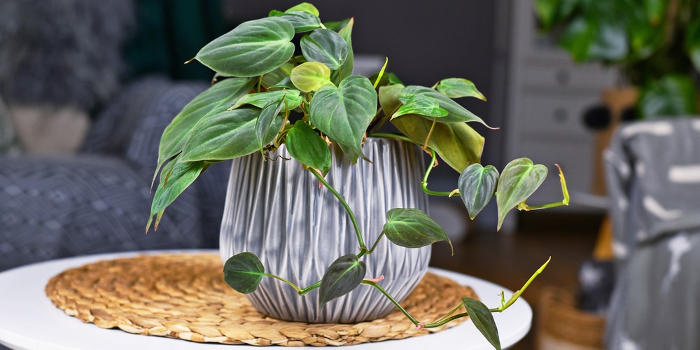 north facing window plants