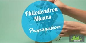 How to Grow a Philodendron Micans from a Cutting