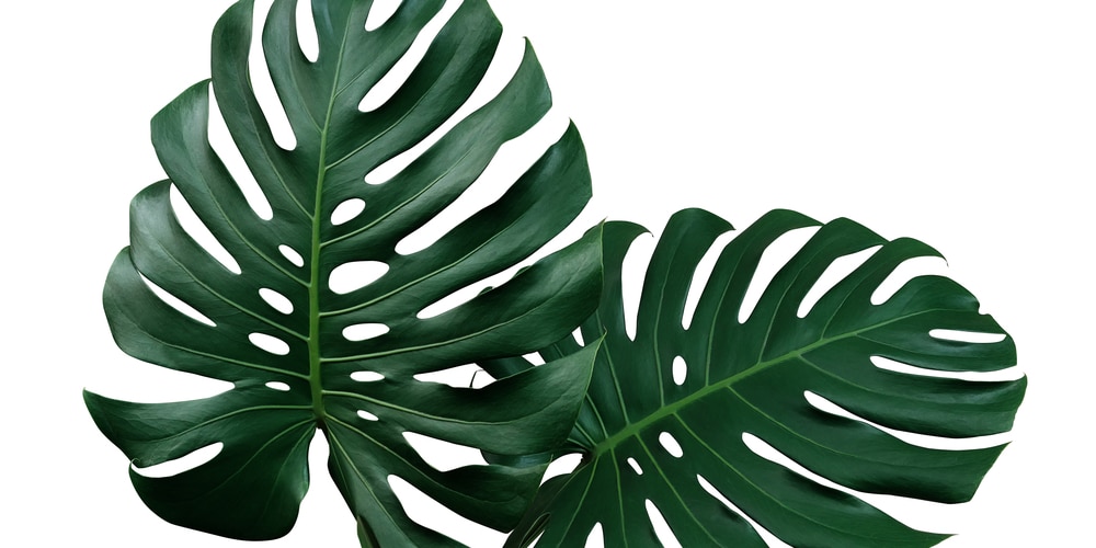 Philodendron Monstera Care