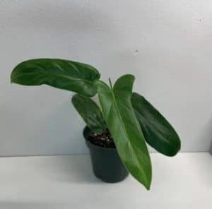 Philodendron Oxapapense