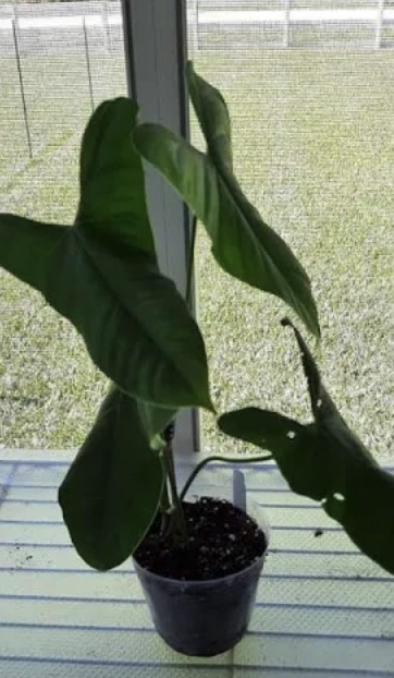 Philodendron Oxapapense Care