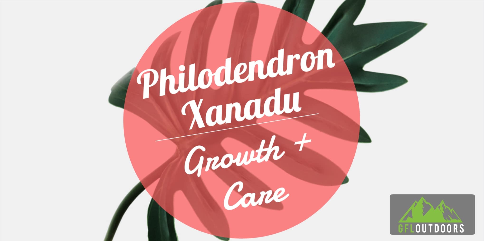 Philodendron Xanadu Growth and Care GFL Outdoors