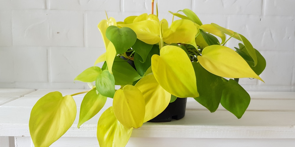 Philodendron Yellow Leaves