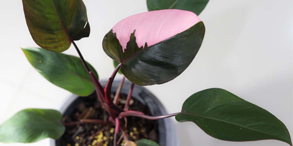 Pink Princess Philodendron