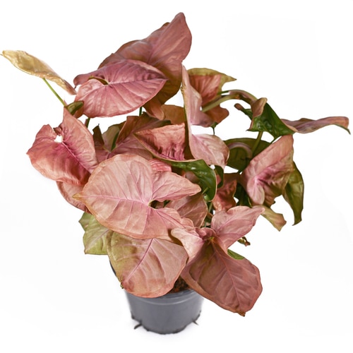 Pink Syngonium Care