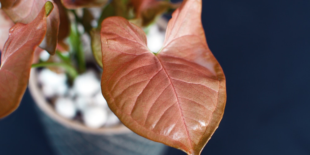 Pink Syngonium