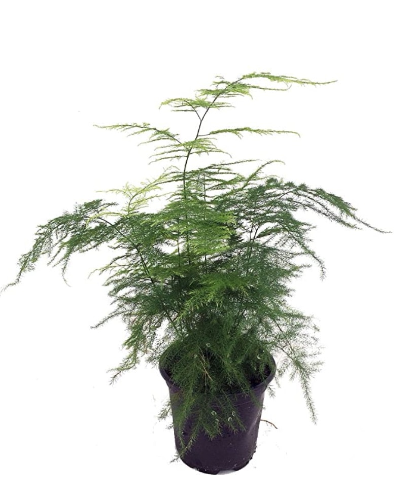 Plumosa Fern Care