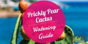 Prickly Pear Cactus Watering Guide