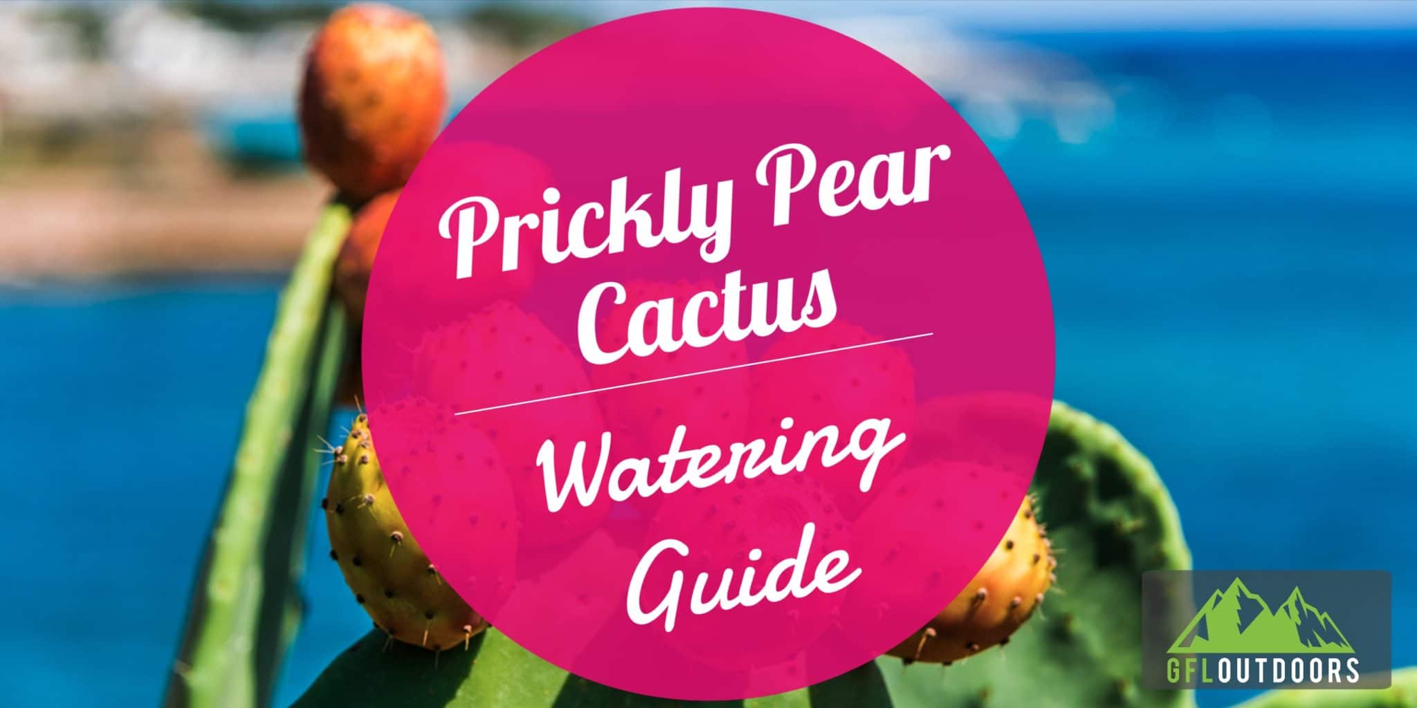 Overwatered Prickly Pear Cactus Symptoms and How to Recover