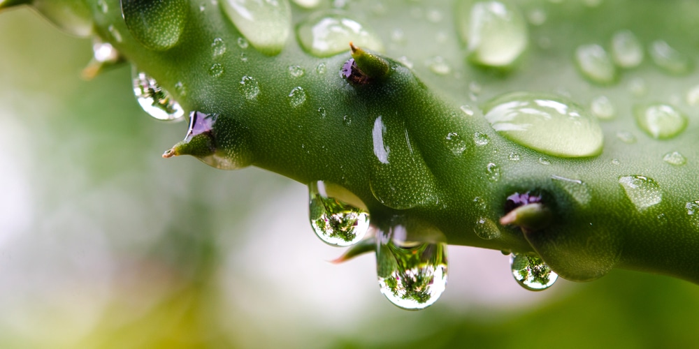 Prickly Pear Cactus Watering Routine