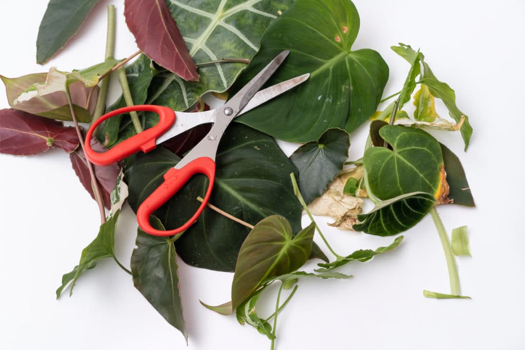 How to Trim a Philodendron