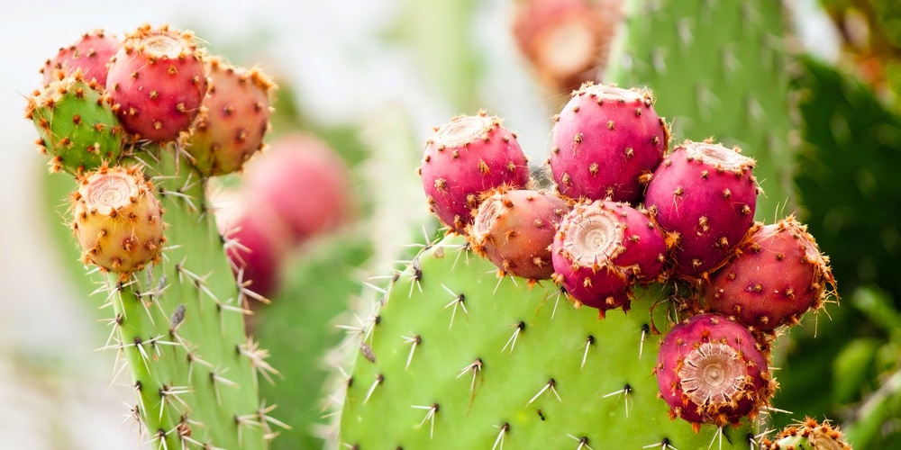 Revive Overwatered Prickly Pear Cactus