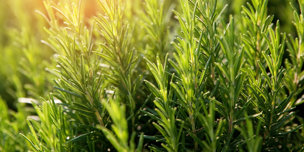 Yarrow companion plants