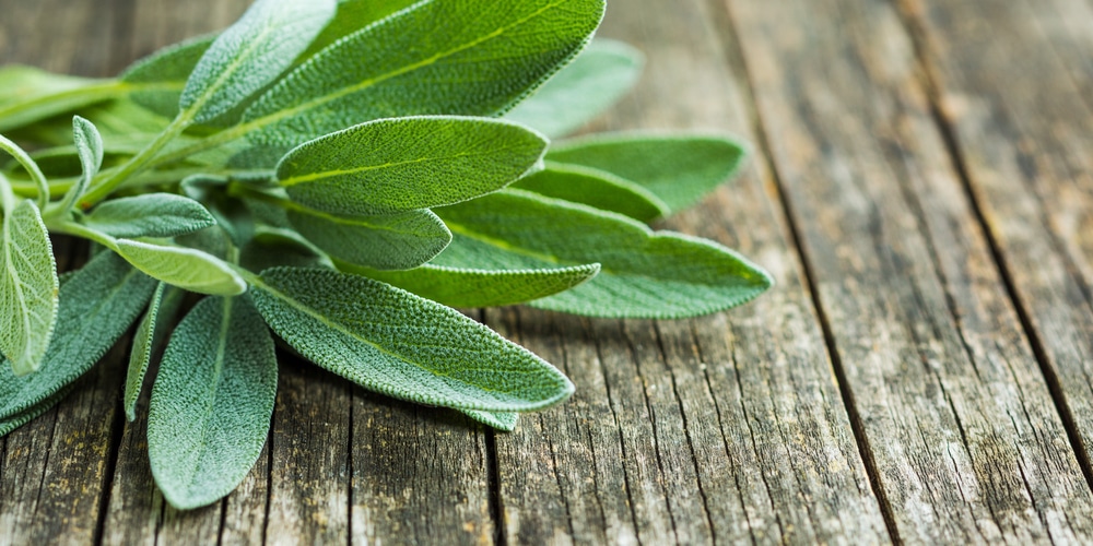 Does Sage Grow In Virginia?