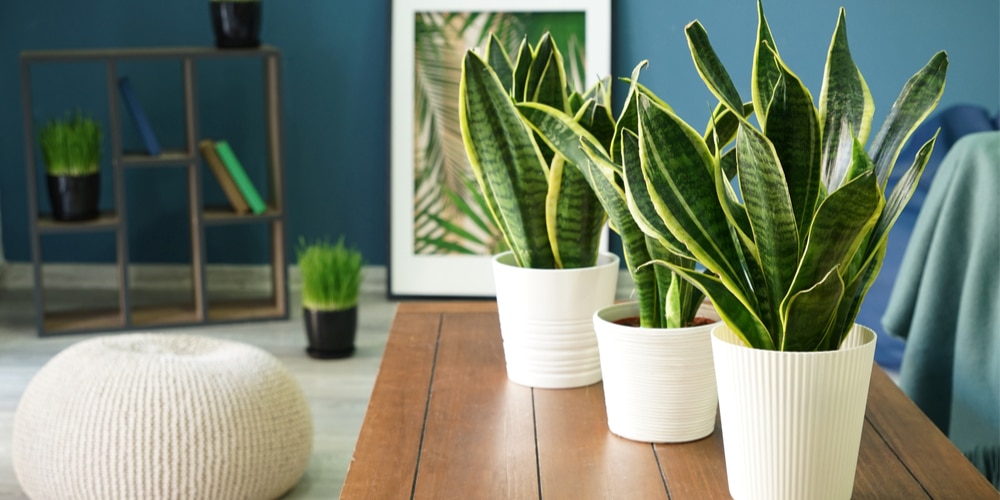 Window Ledge Plants