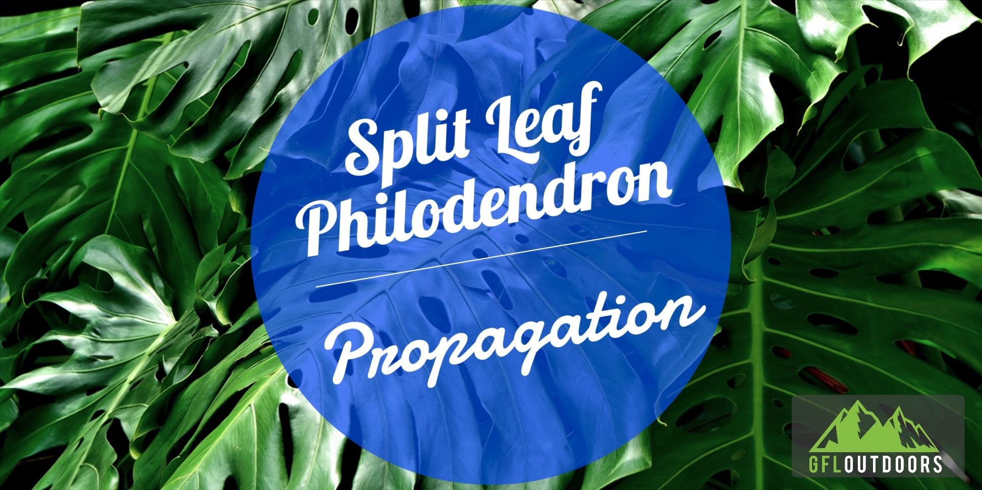 How to Propagate a Split Leaf Philodendron GFL Outdoors