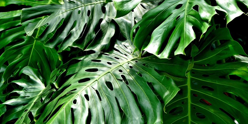 how to propagate a split leaf philodendron 