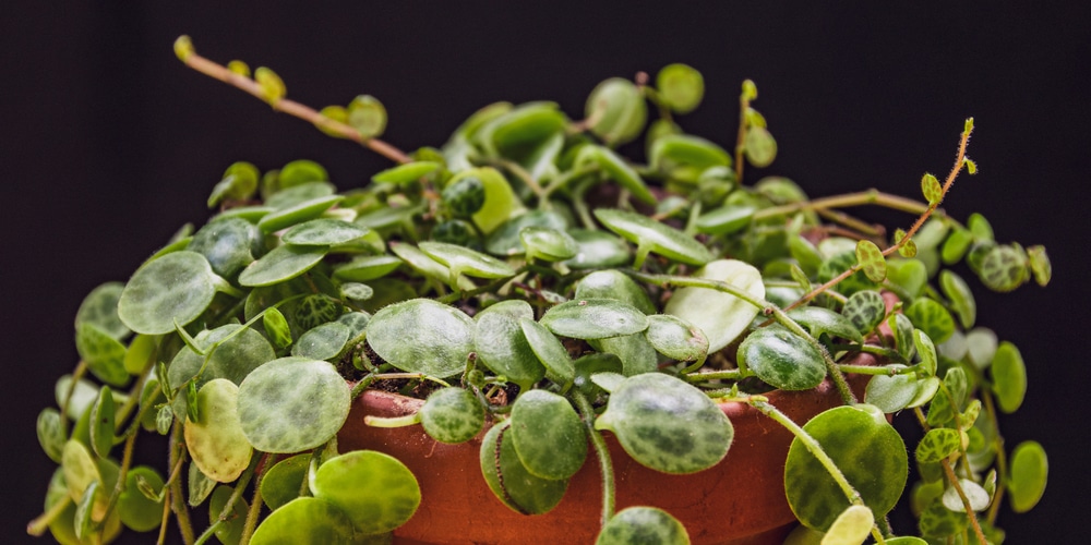 is string of turtles a succulent