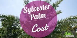 Sylvester Palm Cost Guide