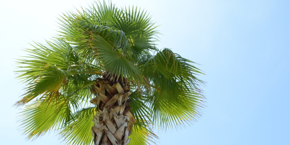 How Long Does it Take for a Palm Tree to Grow?