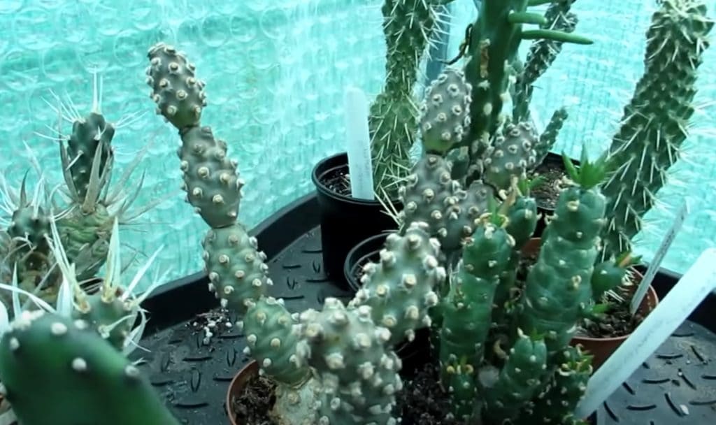 Symptoms of Overwatered Prickly Pear Cactus