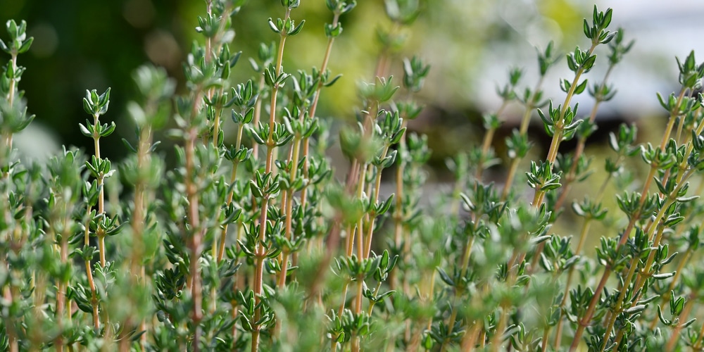 Planting Perennial Herbs in Zones 7 and 7B