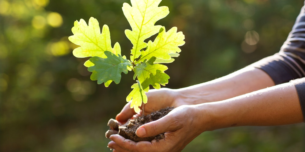 Can you plant trees in potting soil?
