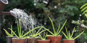 https://www.gfloutdoors.com/how-to-revive-a-aloe-vera-plant/