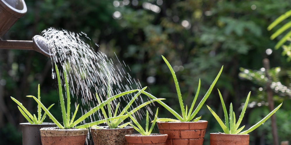 Watering Aloe Plant
