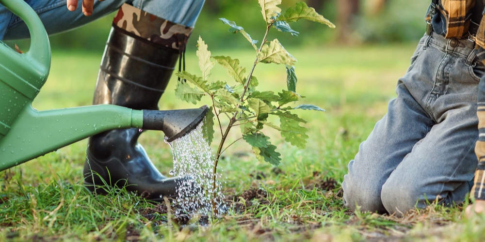 Can I plant a tree after stump grinding?
