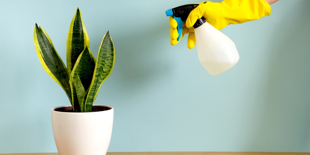 Snake Plant Leaves Soft and Mushy too much humidity