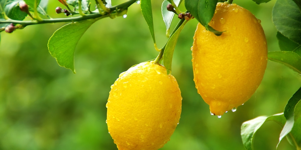 Wet Lemon Tree