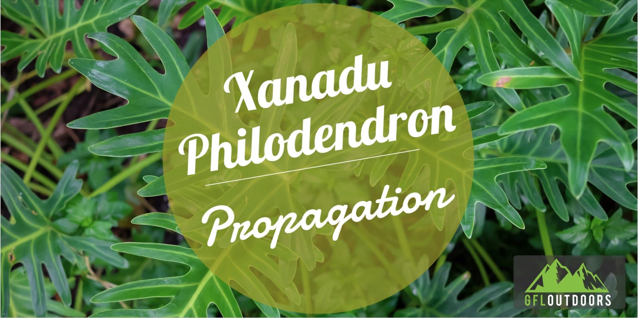 How to Propagate Philodendron Xanadu GFL Outdoors