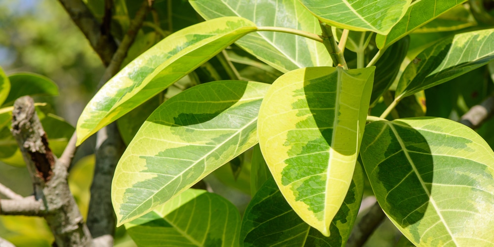 ficus altissima