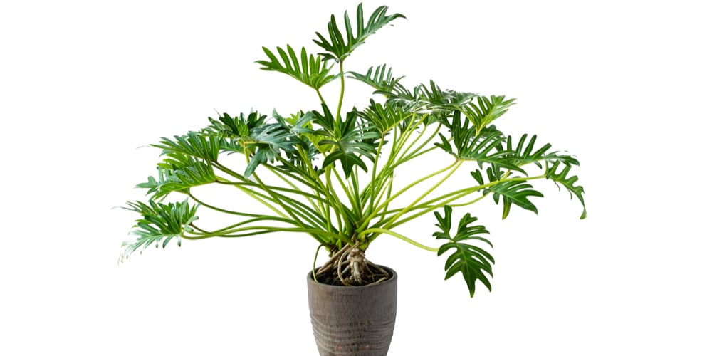 philodendron xanadu