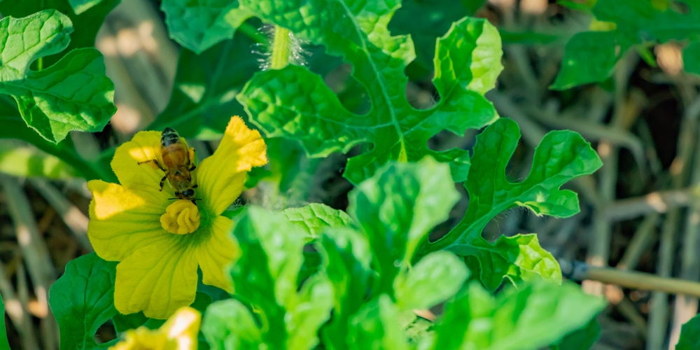 Do you Need male and Female watermelons for pollination