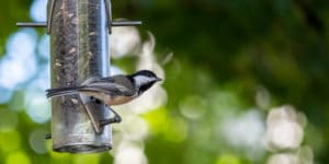 protect tomatoes from birds