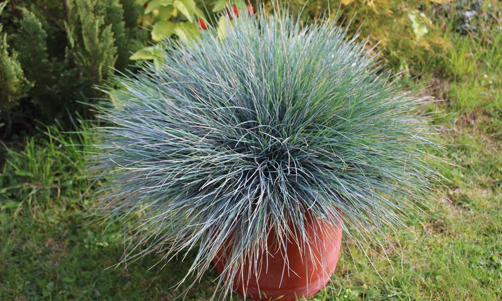 blue fescue vs Blue Oat Grass