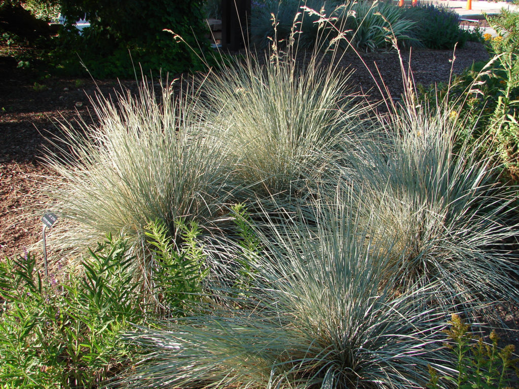 Winter Ornamental Grass Types