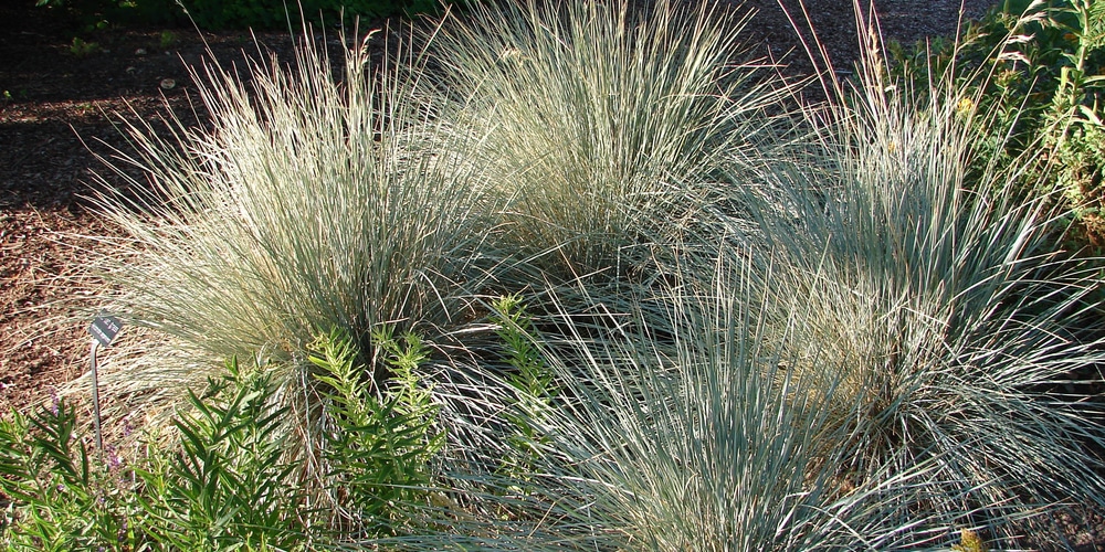 Blue Oat Grass and Blue Fescue Compared