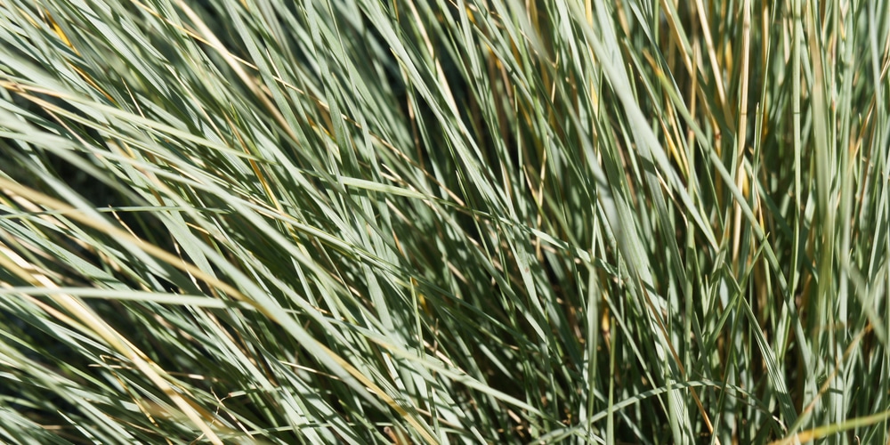 Blue Oat Grass Care