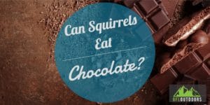 Can Squirrels Eat Chocolate