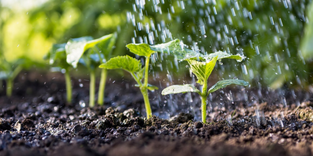 cucumber seedlings falling over