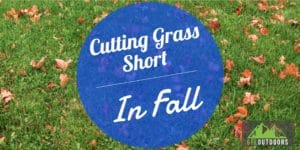 How short to cut fall grass